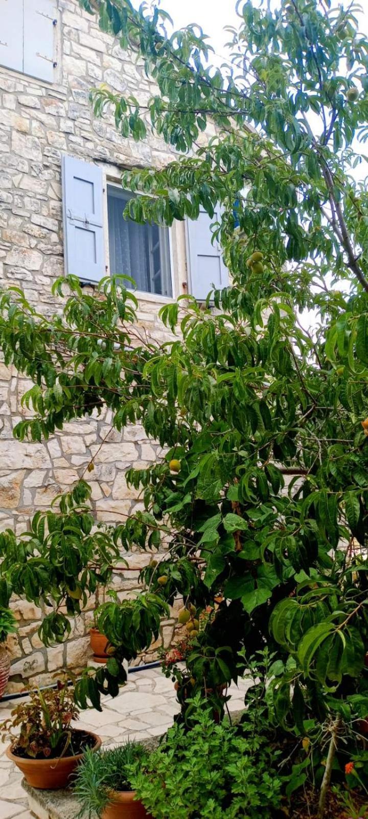 Villa Makris Zenempisatika ภายนอก รูปภาพ